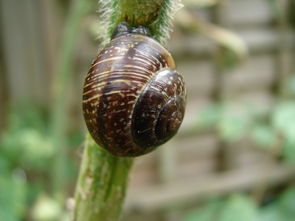 蜗牛是什么动物 是益虫还是害虫 对农作物有害吗