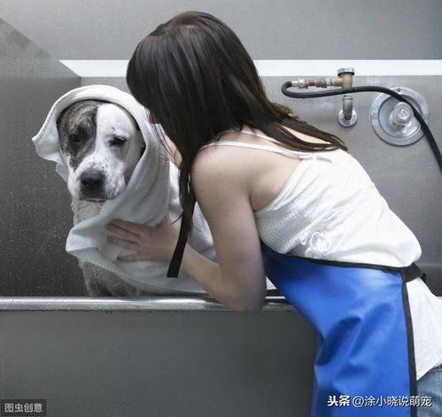 频繁的给狗狗洗澡,容易患上皮肤病,主人如何正确的给狗狗洗澡呢 