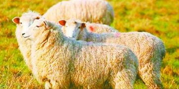属羊的过了31岁就顺了,91年属羊女过了32岁就顺了吗