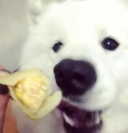 狗狗能吃饺子吗 