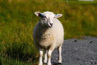 专家建议不要跟没羊的人接触？为什么跟小阳人一起相处却一直没有阳呢