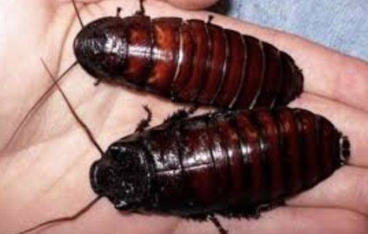 澳洲男子称 蟑螂适合给孩子做宠物 性格温顺,寿命长达十年