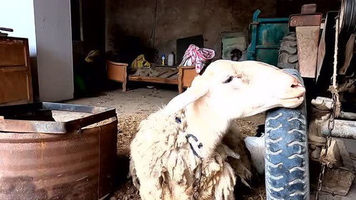 河南羊价便宜了13元一斤,姑娘家里养羊,准备再购买一批羊 