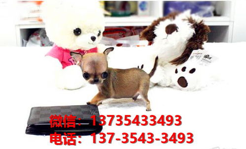 湘潭宠物狗犬舍直销吉娃娃犬 狗市场在哪 网上哪里有宠物狗领养