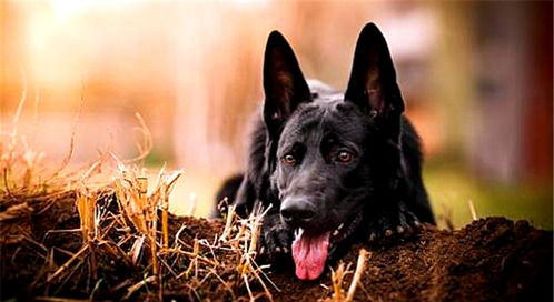 辟谣,黑狗数量少并非因为不吉利,遗传下导致的三点原因影响深重
