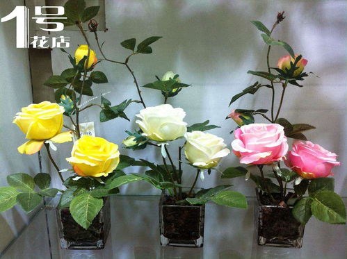 盆栽四季玫瑰花怎么养,如何培育四季盆栽玫瑰？