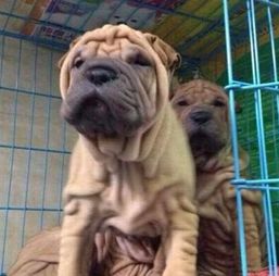 图 广州沙皮犬幼犬多少钱一只 广州哪里有卖沙皮犬 沙皮犬价格 广州宠物狗 