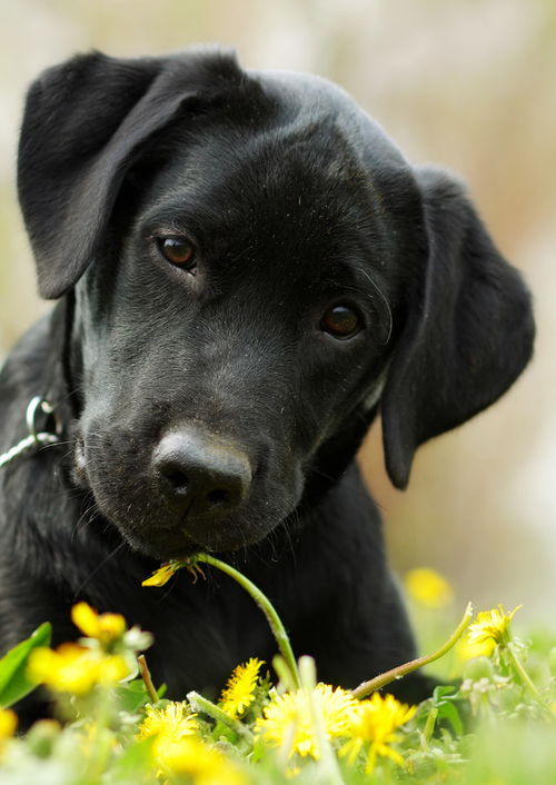 导盲犬被偷,再见已是阴阳相隔,认罪就应该要被原谅吗 