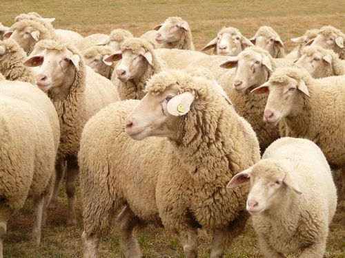 属羊的今年多大了2023年