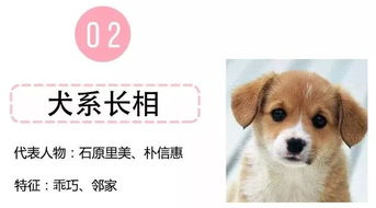 什么 爱猫的我竟然是犬系的