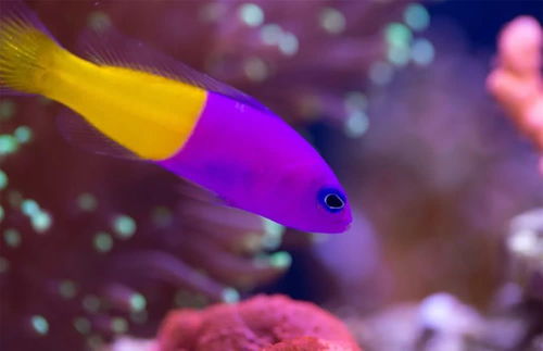 5cm暴躁小海鱼,一身紫衣扎眼,躲进珊瑚更好看
