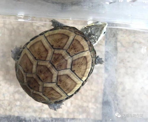 深水龟能长多大？