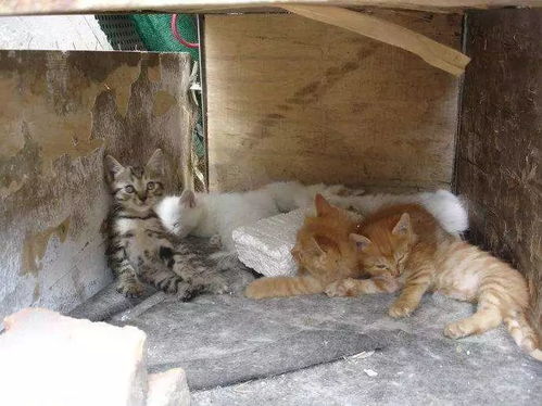 冬季流浪猫的数量增多,猫没有食物和住所,该如何照顾这些猫咪
