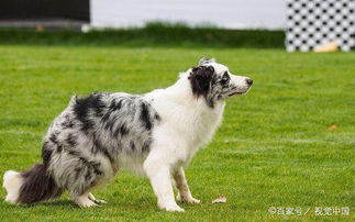 边牧掉毛怎么办,边境牧羊犬掉毛的原因是什么 