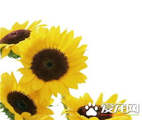 太阳花代表什么,太阳花的花语和寓意