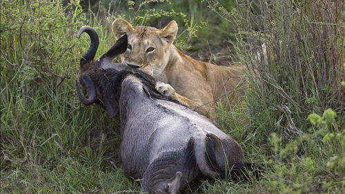 母狮捕杀角马小狮子来吃,水牛看不下去了,直接将小狮子顶飞 