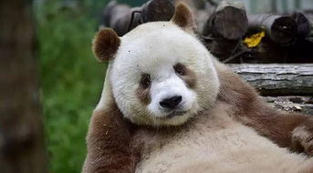 熊猫只有黑白的 名为七仔的熊猫颜色是棕褐色加白色