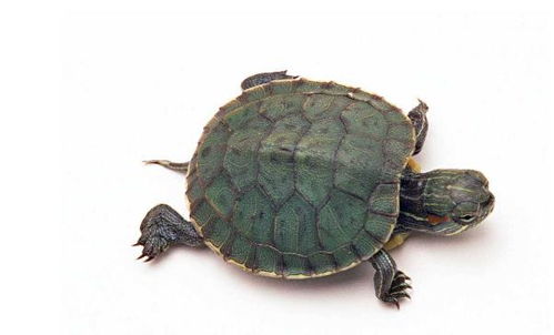乌龟,在我们生活中是非常常见的,但是你知道它们为什么能活这么长么