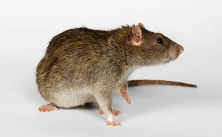 老鼠有什么危害 如何快速有效灭老鼠 