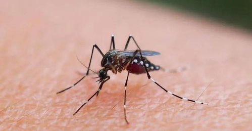 蚊子在地球上到底有什么用 如果把蚊子全部消灭,会有什么后果