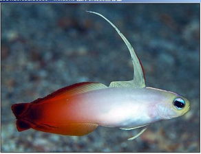 大家谁知道这条鱼叫什么名字 