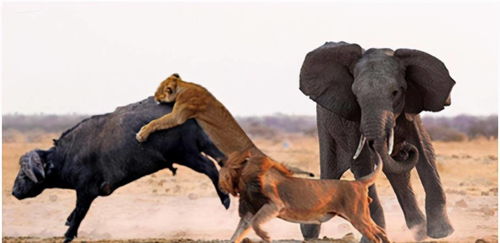 落单水牛被十几头狮子撕咬,下一秒却被大象救下,狮子四处逃命