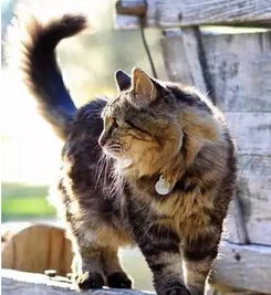 现吉尼斯纪录上最长寿猫咪,优雅依然 