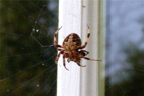 蜘蛛进家里有什么预兆 家里有只大蜘蛛预示什么 蜘蛛进卧室有什么说法 