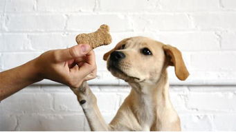 狗狗经常不想进食,教你如何改善狗狗的饮食习惯