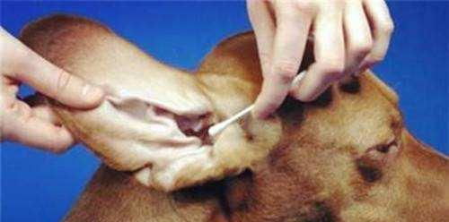 狗狗耳螨需要戴项圈吗,狗狗耳螨戴项圈还会传染吗