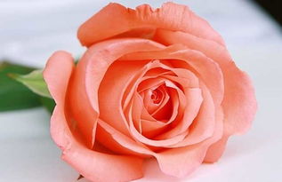 粉玫瑰的花语文案,粉色玫瑰花和白色玫瑰花的花语分别是什么？