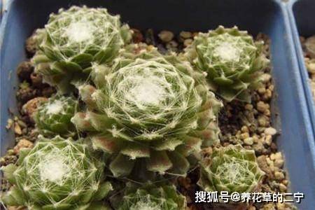 公认好养的4种多肉植物,养一年就能长满盆,像是从花盆里流出来