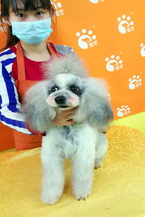 北京学宠物美容大概需要多少钱