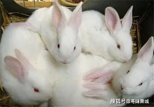 四川人有多喜欢吃兔子,每年吃掉约40万吨兔肉,近3亿只兔子
