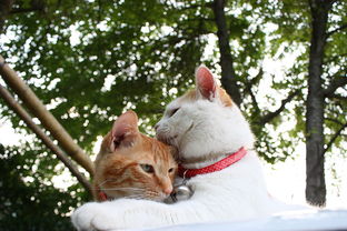 猫咪挑食怎么办,猫咪挑食怎么办不吃猫粮