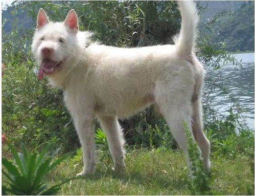 世界级猎犬,中华名猎贵州下司犬,也叫 白龙犬 