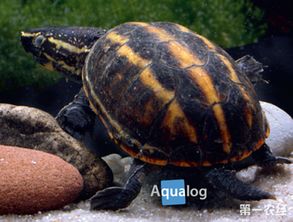 果核泥龟的饲养和繁殖图文解说 上 果核泥龟图片