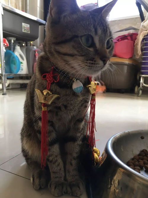 真 招财猫,这么富有的猫猫也来竞选头像啦 