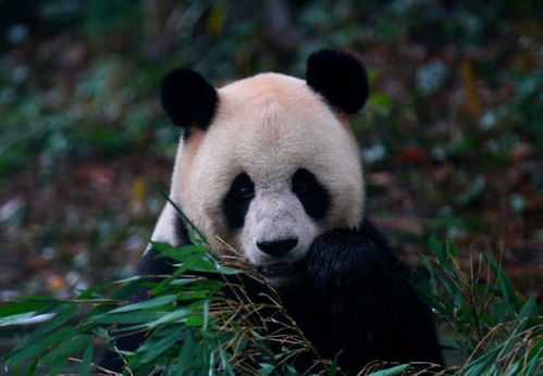非常白加黑, 熊猫宝宝 预热四川国际文化旅游节