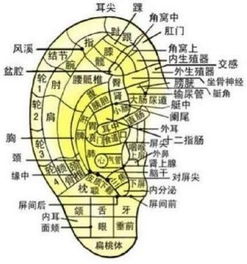 女人左耳朵上有痣图解 搜狗图片搜索