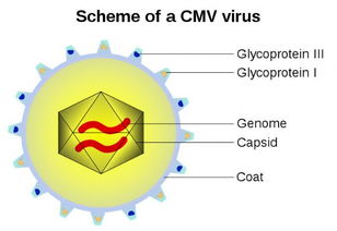 聚细胞病毒是什么东西