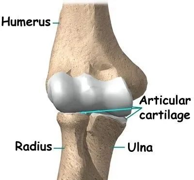 膝盖软骨磨损如何恢复,了解膝盖软骨磨损