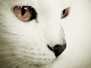 一身白的猫咪怎么取名字,白色猫起什么名字好？