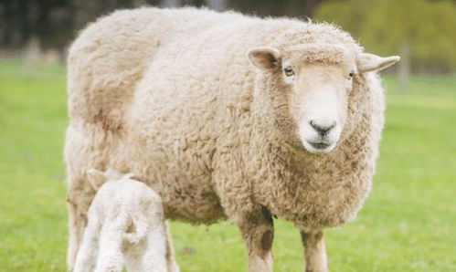 生肖羊 67年属羊人的一生宿命,54岁晚年可以依靠谁