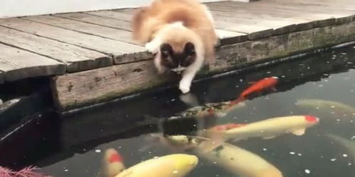 这大概是最佛系的猫,竟和鱼成了闺中好友,时不时就聚一起唠嗑