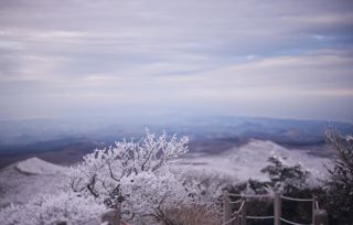 12月济州岛旅行上之赏雪看雪景啦 韩国旅游 济州岛 自由行 冬季 雪景