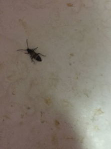 家里怎么会出现这种虫子 这是什么虫子呢 对人体有害吗 好害怕.
