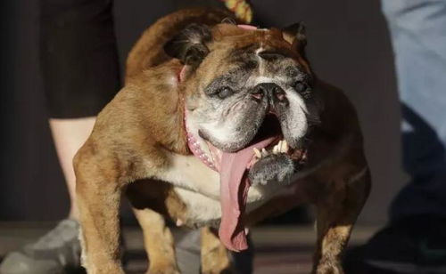 2019最丑狗狗大赛,别被第3名的照片吓到,这届感觉颜值上升了