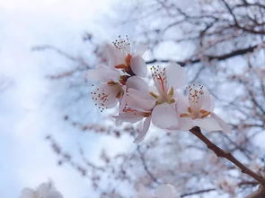 长春2019春日赏花地图,快收藏,下周你就用得上 附花开时间表 