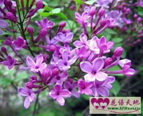 紫丁香的花语有哪些,紫丁香的花语,紫丁香花花语是什么